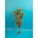 Ficus grün/weiß 150cm